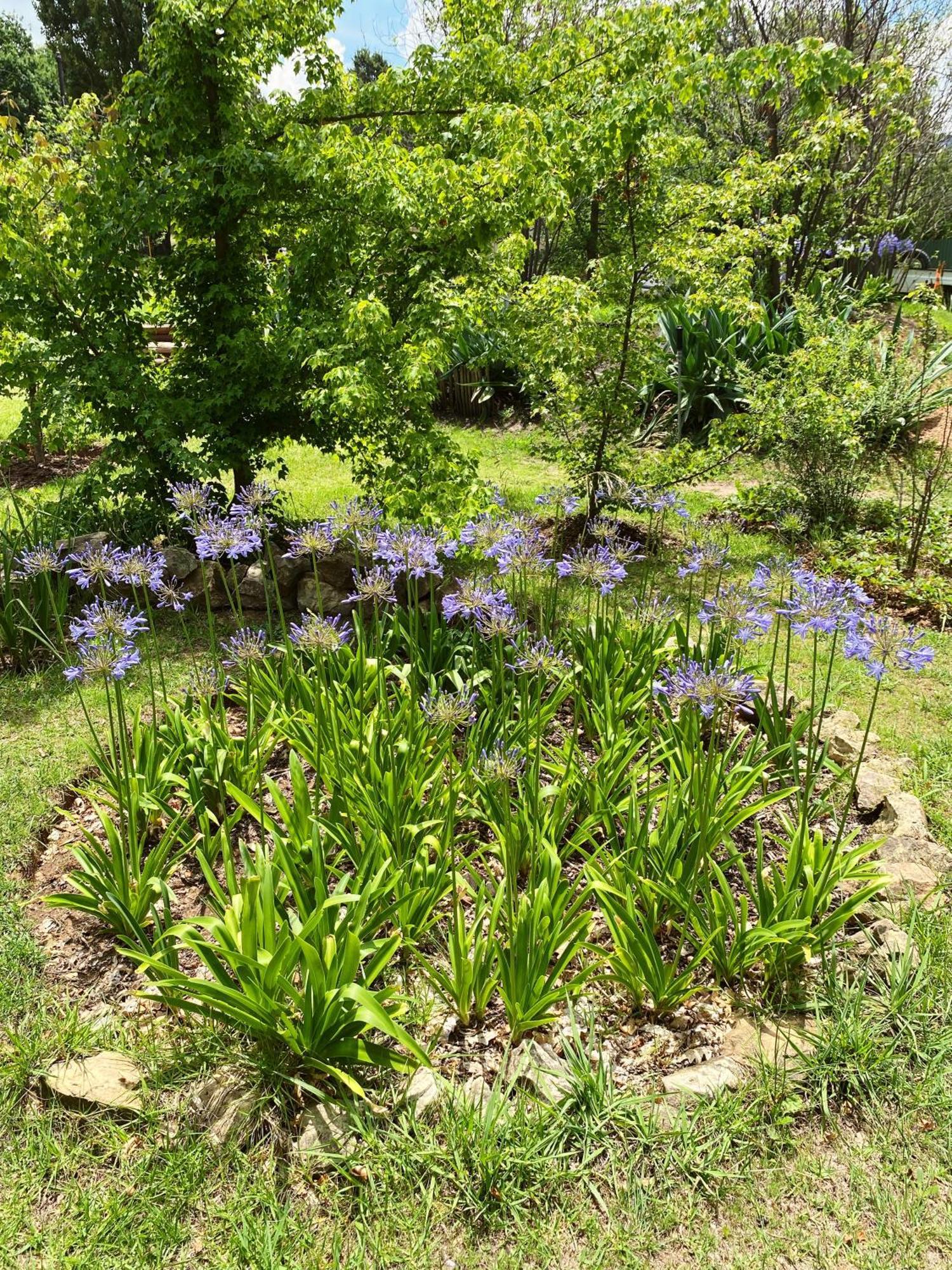 Collett House And Lavender Cottage 克拉伦斯 外观 照片